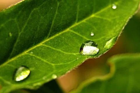 Drops of water to the leaf Stock Photos