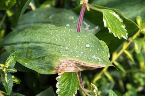 Drops of water on a leaf Stock Photos