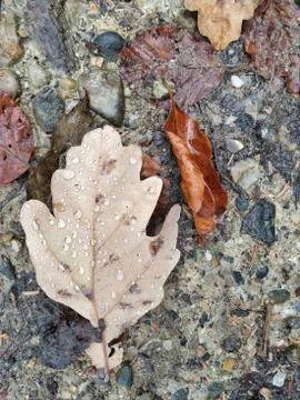 Drops of water on leaf. Stock Photos