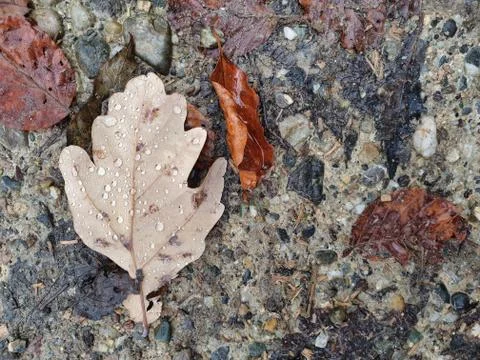 Drops of water on leaf. 库存照片
