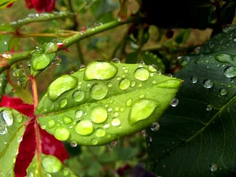 Drops of water on a leaf Stock-Fotos