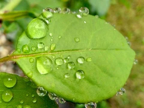 Drops of water on a leaf Фото