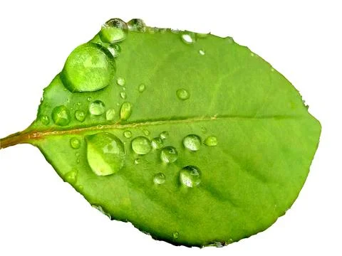 Drops of water on a leaf Фото