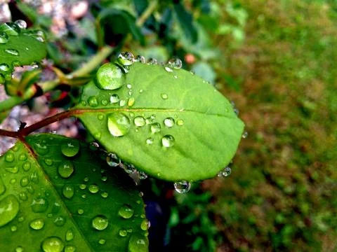 Drops of water on a leaf Foto stock