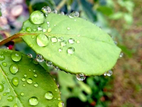 Drops of water on a leaf Fotos de archivo