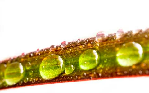 Drops of Water on a Leaf of Red Edged Dracaena Isolated on White Background. Stock Photos