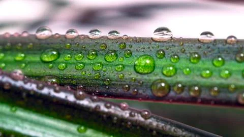 Drops of Water on a Leaf of Red Edged Dracaena. Macro Image of Natural Rain Stock Photos