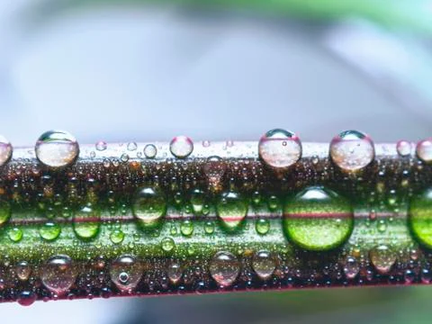 Drops of Water on a Leaf of Red Edged Dracaena. Macro Image of Natural Rain Stock Photos