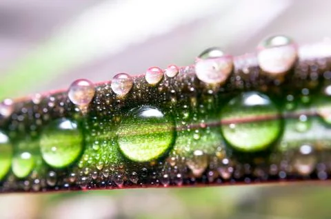 Drops of Water on a Leaf of Red Edged Dracaena. Macro Image of Natural Rain Stock Photos