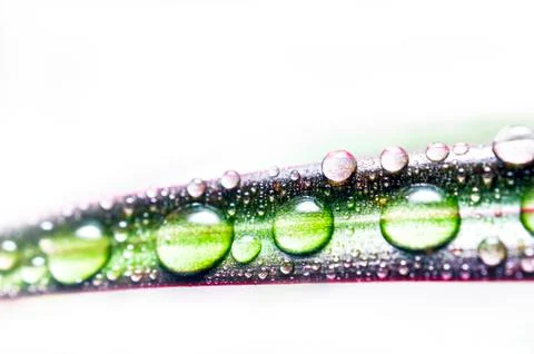 Drops of Water on a Leaf of Red Edged Dracaena. Macro Image of Natural Rain, Stock Photos