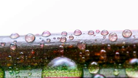 Drops of Water on a Leaf of Red Edged Dracaena. Macro Image of Natural Rain, Stock Photos