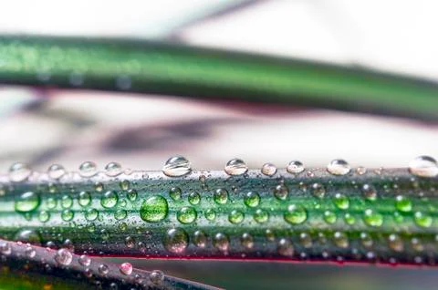 Drops of Water on a Leaf of Red Edged Dracaena. Macro Image of Natural Rain, Foto stock