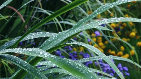 Drops of water on leafs 库存影片 221238683