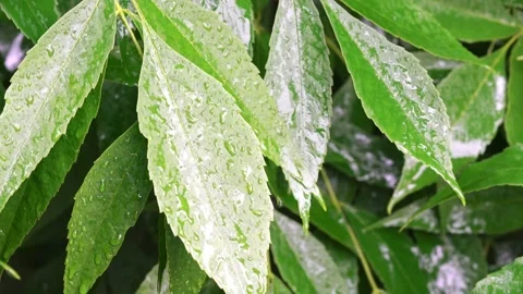 Drops of water on leaves after rain. Stock Footage 159442007