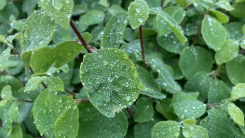 Drops of water on the leaves at a bush Stock Footage 107640558