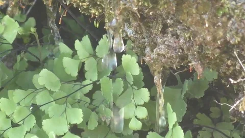 Drops of water on the leaves Video stock 78923115