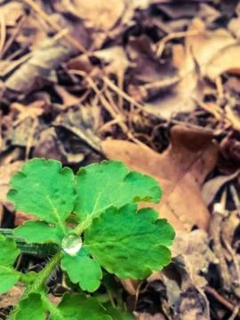 Drops of water on the leaves Stock Photos