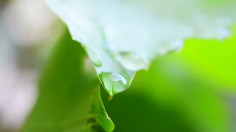 Drops of water on the leaves of vine Stock Footage