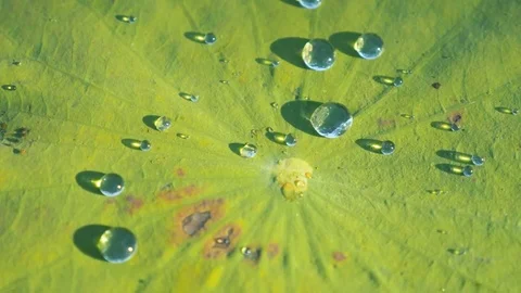 Drops on Water Lily Vidéo 85377278