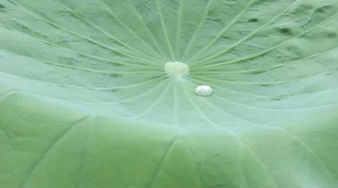 Drops of water on a lotus leaf. Stock Footage