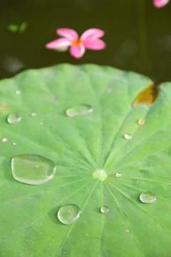 Drops of water on a lotus leaf. Stock Photos