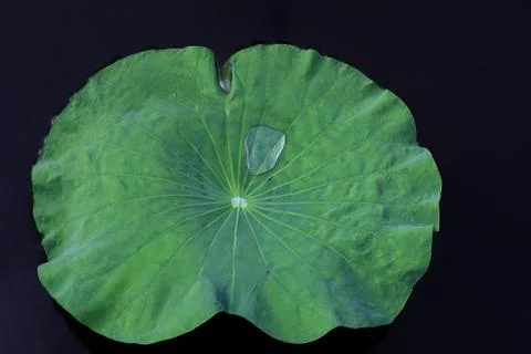 Drops of water on a lotus leaf Stock Photos