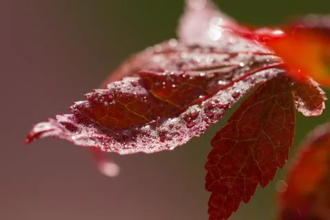 Drops of water on maple leaf Stock Photos