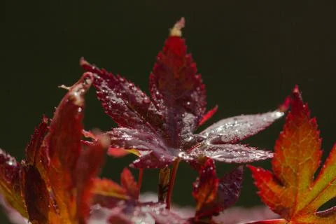Drops of water on maple leaf2 Stock Photos