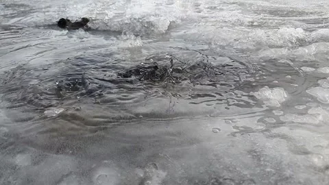 Drops of water from melting icicles drip into a puddle in slow motion. melting Stock Footage 272311560