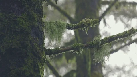 Drops of water on moss blowing with the wind in the forest of "Paul da Serra Stock Footage 119763257