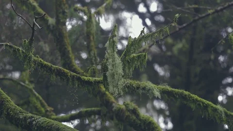 Drops of water on moss blowing with the wind in the forest of "Paul da Serra Stock Footage 119763317