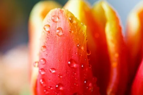 Drops of water or dew on a red tulip flower close-up. Stock Photos