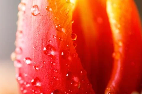 Drops of water or dew on a red tulip flower close-up. Stock Photos