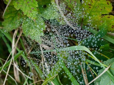 Drops of water Stock Photos