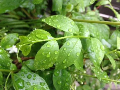 Drops of water Stock Photos