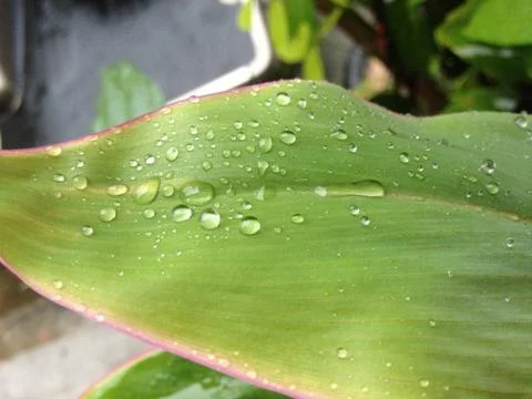 Drops of water Stock Photos