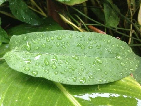 Drops of water Stock Photos