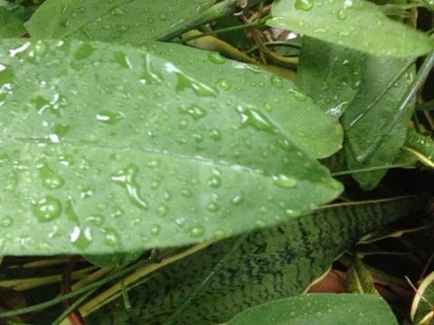 Drops of water Stock Photos