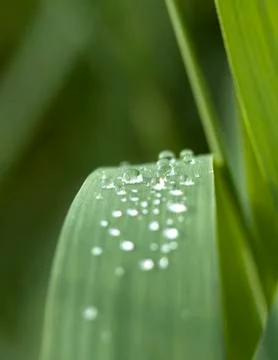 Drops of water Stock Photos