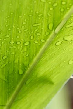 Drops of water Stock Photos