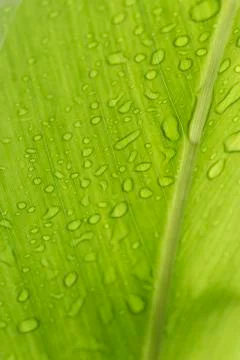 Drops of water Stock Photos