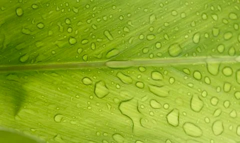 Drops of water Stock Photos