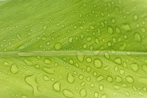 Drops of water Stock Photos