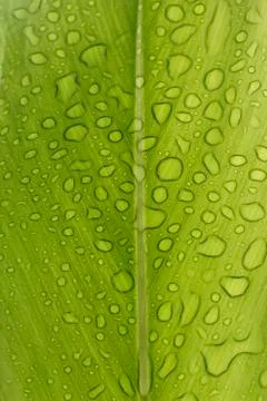Drops of water Stock Photos