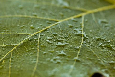 Drops of water Foto stock