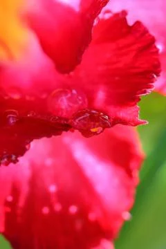 Drops of water on . Stock Photos