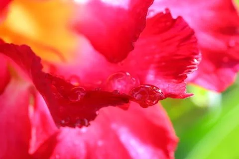 Drops of water on . Stock Photos