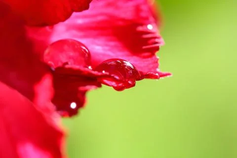 Drops of water on . Stock Photos