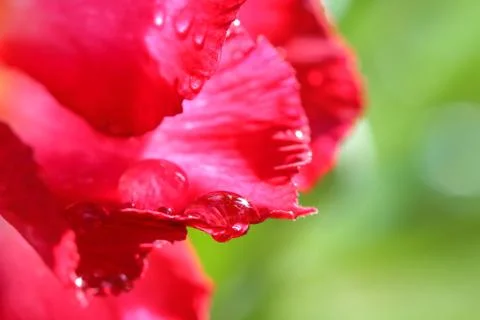 Drops of water on . Stock Photos