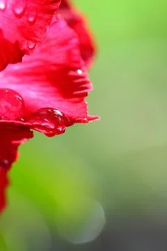 Drops of water on . Stock Photos
